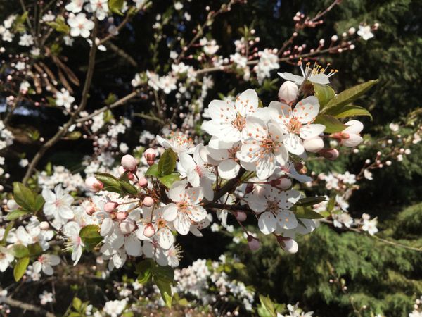 日々是好日  ひびこれこうじつ